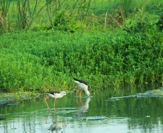 Kalametiya birds sactury sri lanka