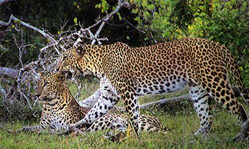 37742449176_2e92d4e198_b