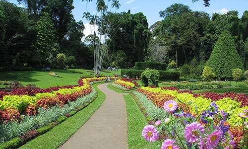 Royal-Botanical-Gardens-Peradeniya